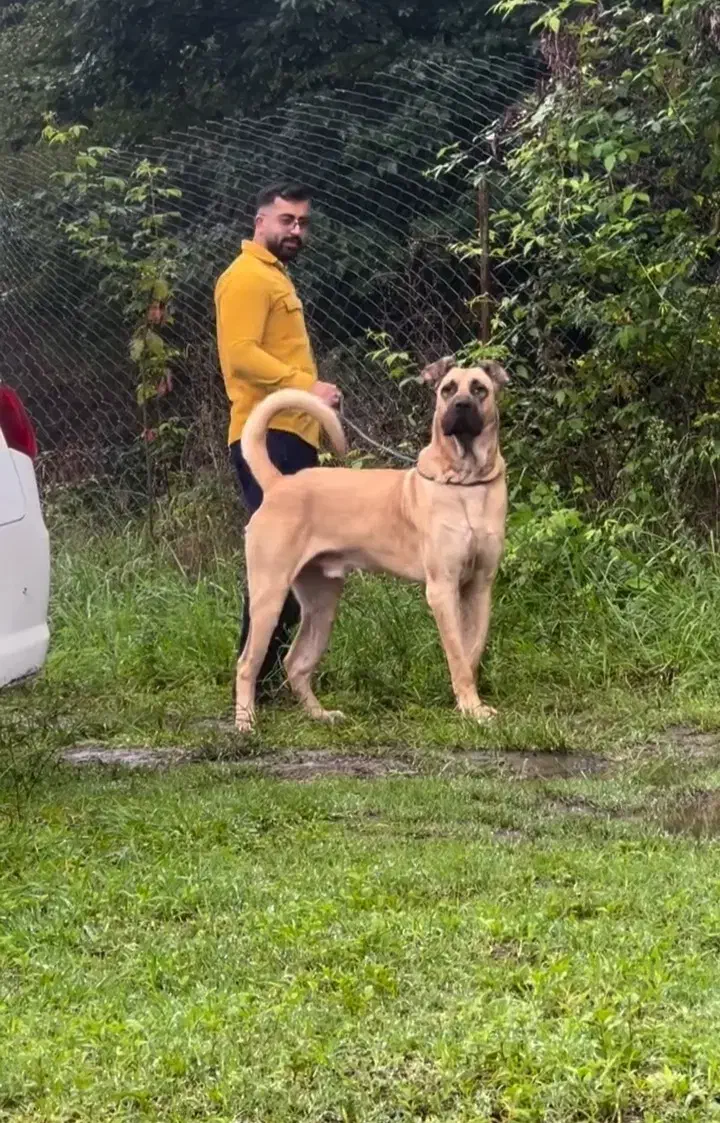 سگ سرابی|سگ|میلاجرد, |دیوار