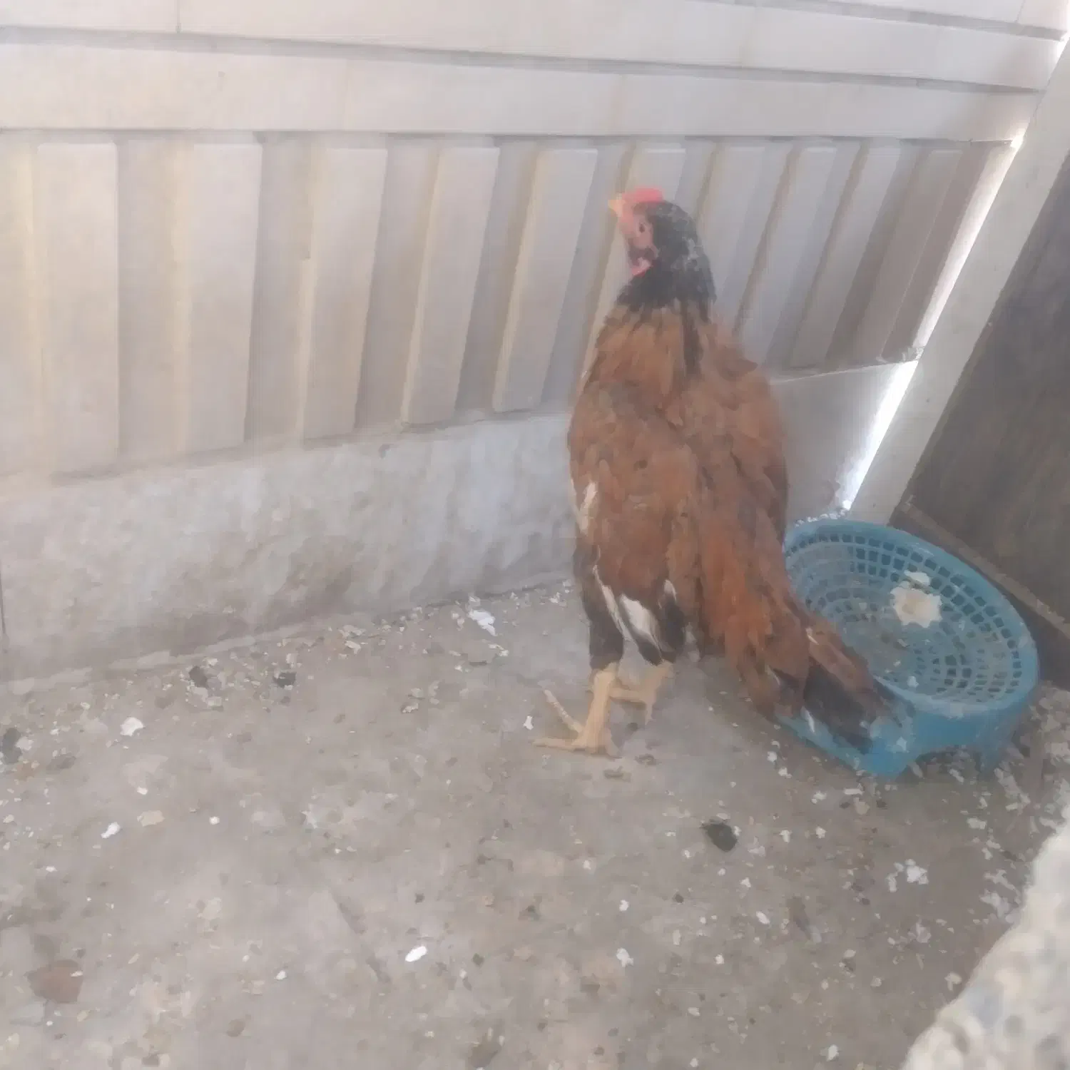 خروس وجوجه خروس|حیوانات مزرعه|سراوان, |دیوار