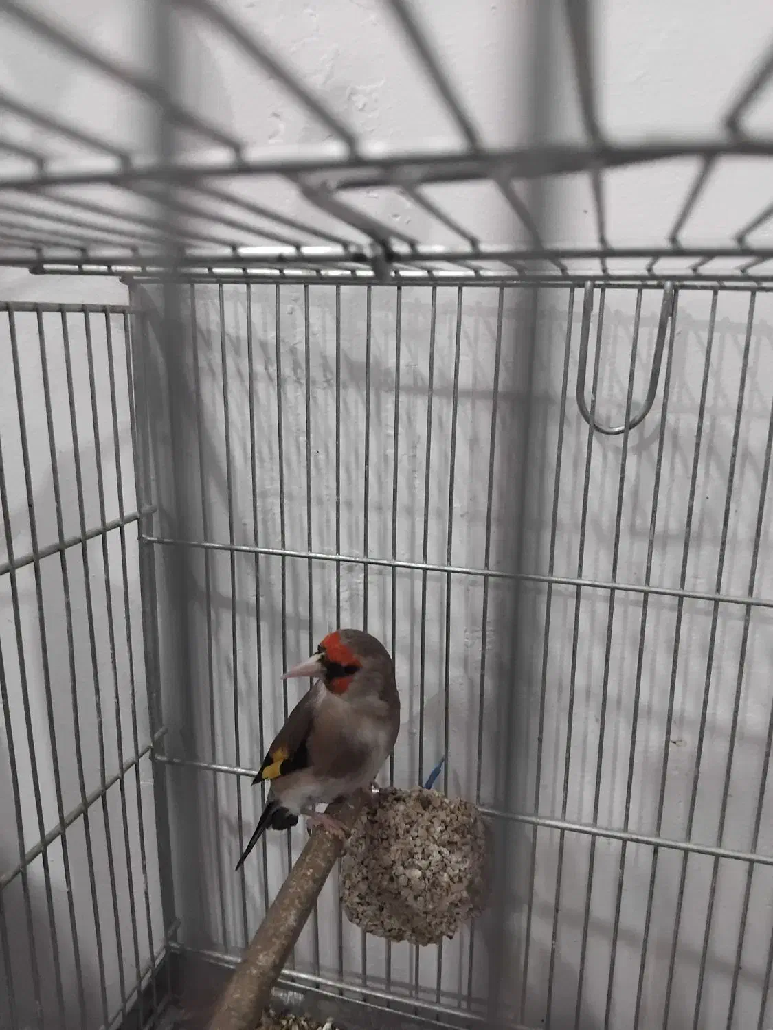 سهره انتیک|پرنده|ری, امین آباد|دیوار