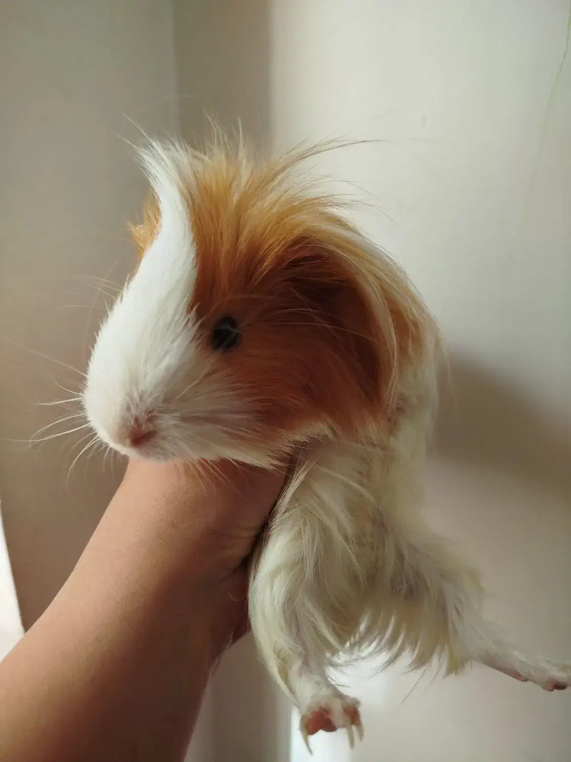 خوکچه هندی فشن|موش و خرگوش|تهران, استخر|دیوار