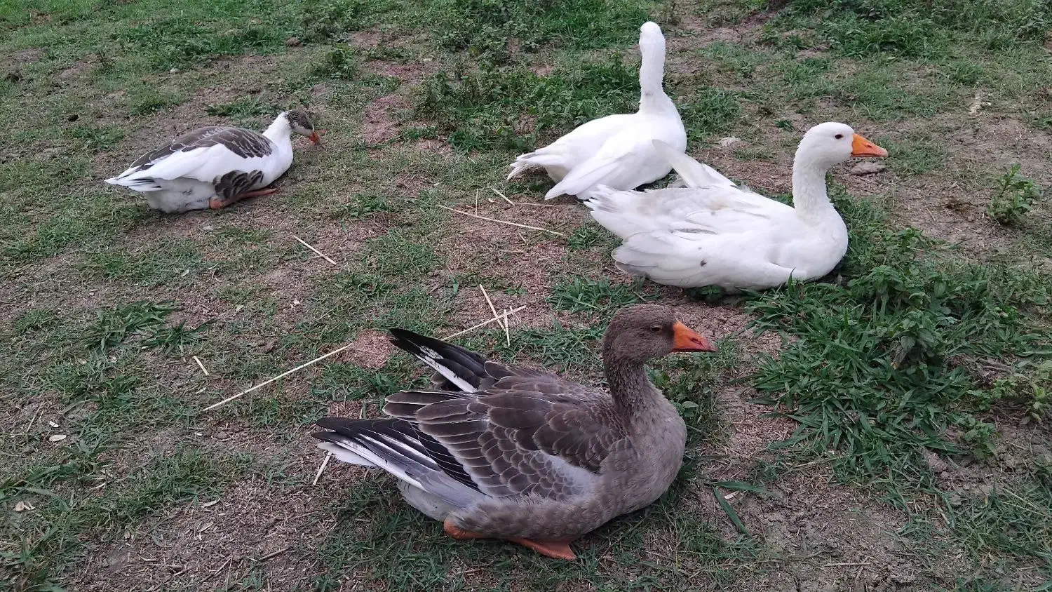 غازمحلی نروماده|حیوانات مزرعه|سیاهکل, |دیوار