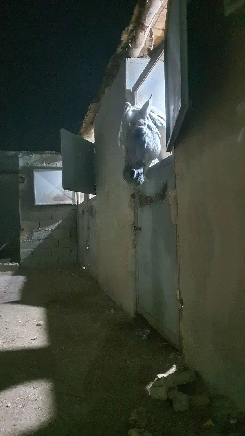 عرب مصری ۲سر|اسب و تجهیزات اسبسواری|نجفآباد, سعدی|دیوار