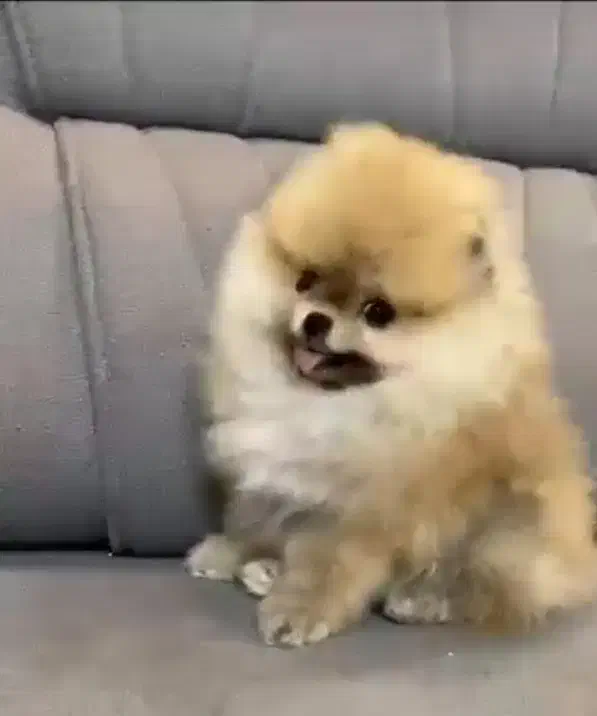 معاوضه یا فروش پامرخرسی بو فیس|سگ|سیرجان, |دیوار