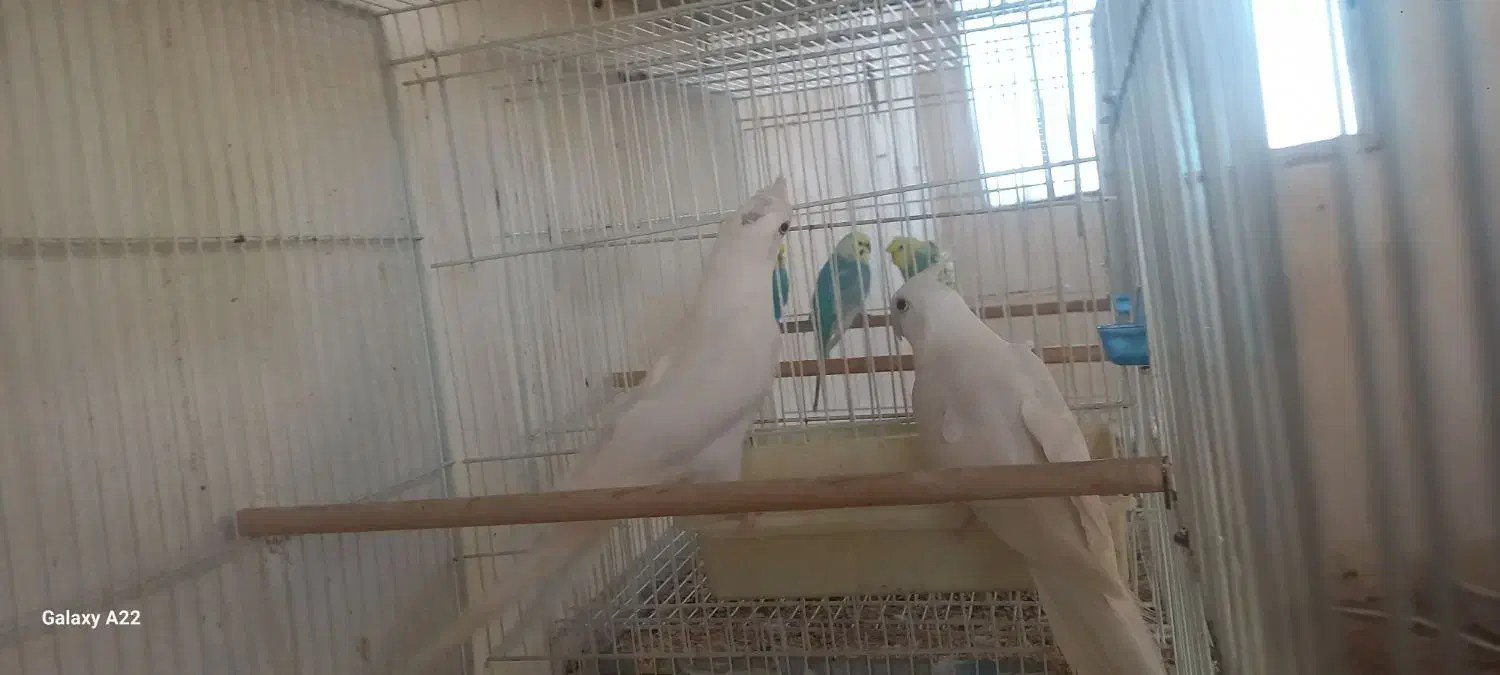 عروس هلندی آلبینو|پرنده|گرگان, |دیوار