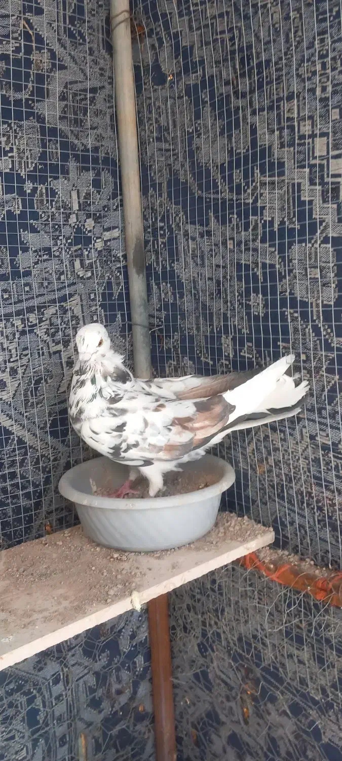 کفتر|پرنده|میبد, |دیوار