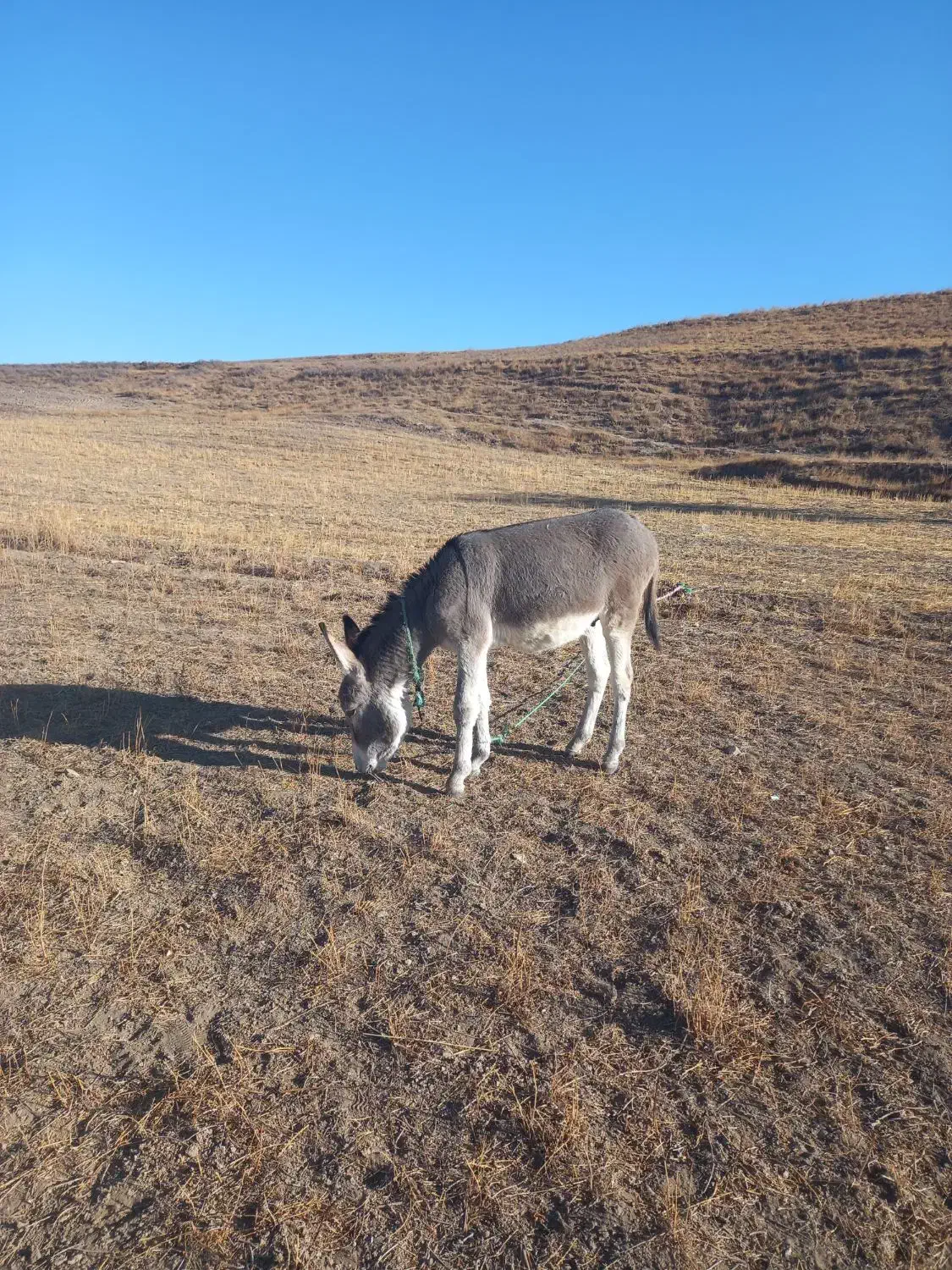 خر نر جوان|حیوانات مزرعه|قره پشتلو, |دیوار
