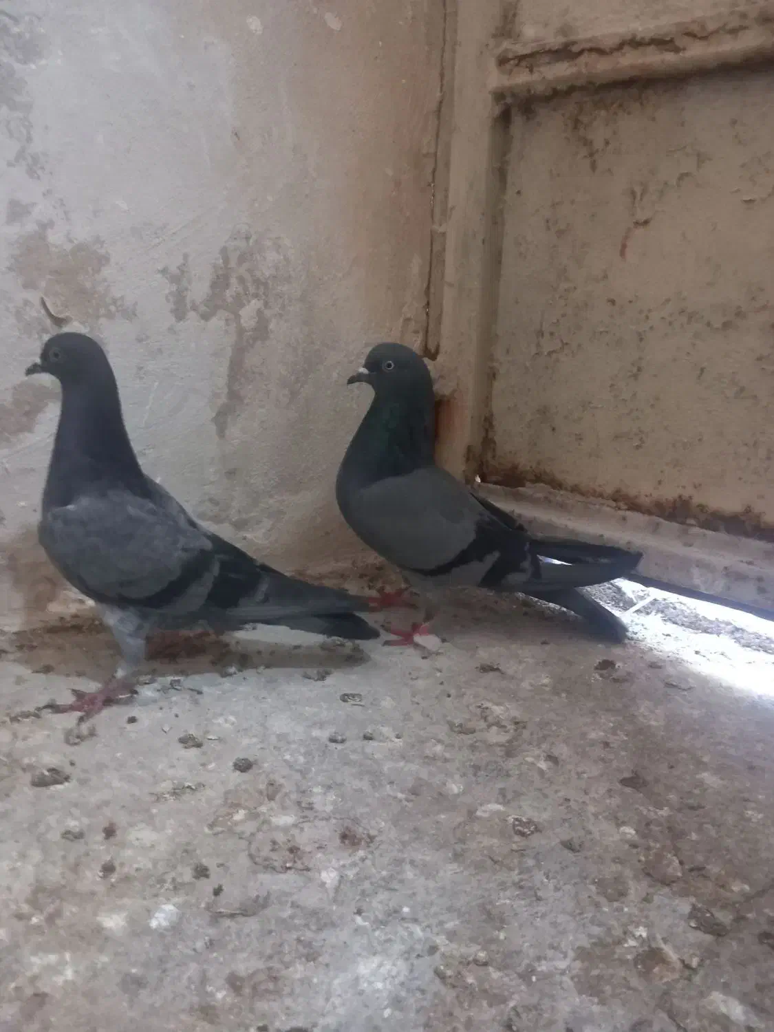 کبوتر|پرنده|مسجد سلیمان, |دیوار