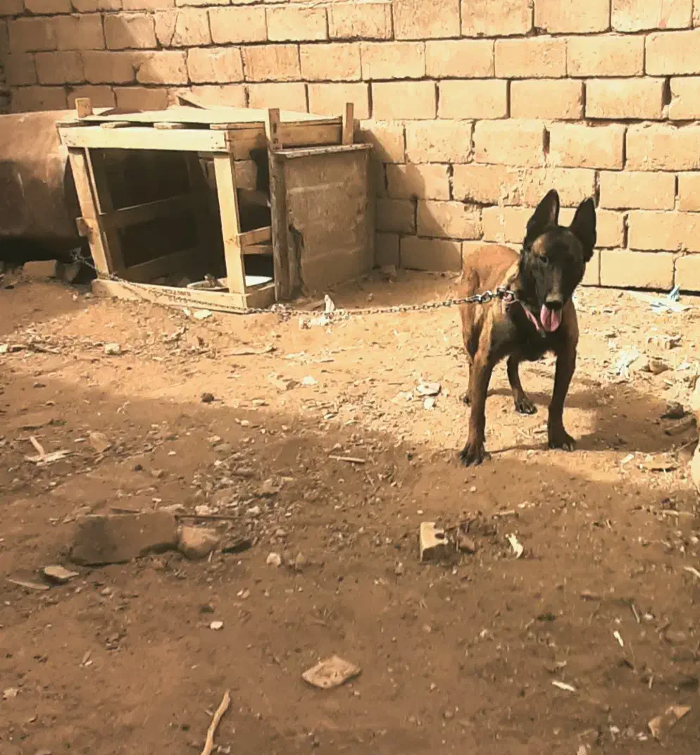 فی ۱۵|سگ|رفسنجان, |دیوار