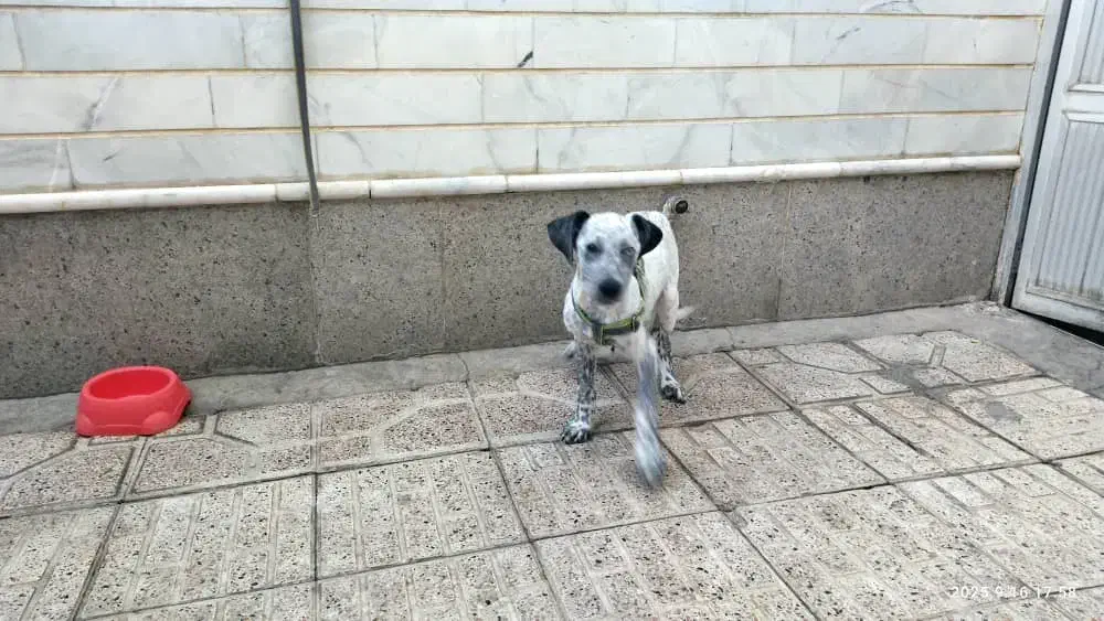 سگ نژاد دار اشپیتس|سگ|خسروشاه, |دیوار