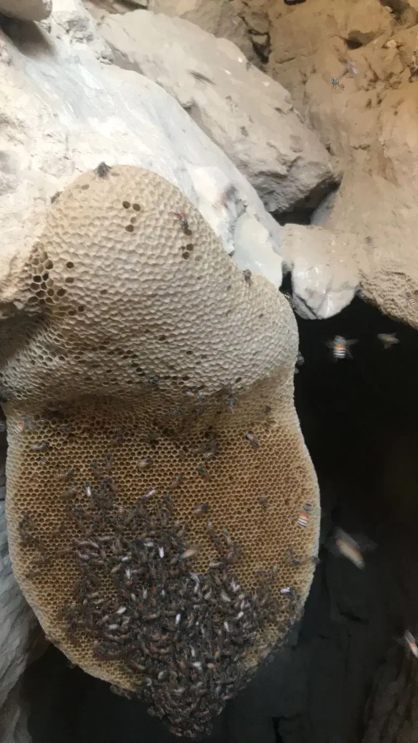 عسل کنار|خوردنی و آشامیدنی|قشم, |دیوار