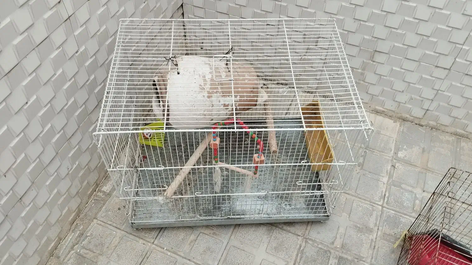 قفس پرنده|لوازم جانبی حیوانات|چناران, |دیوار