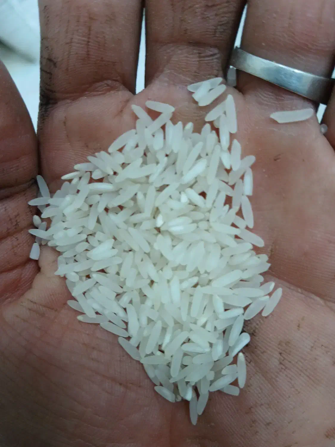 شالی برنج|خوردنی و آشامیدنی|آق قلا, |دیوار