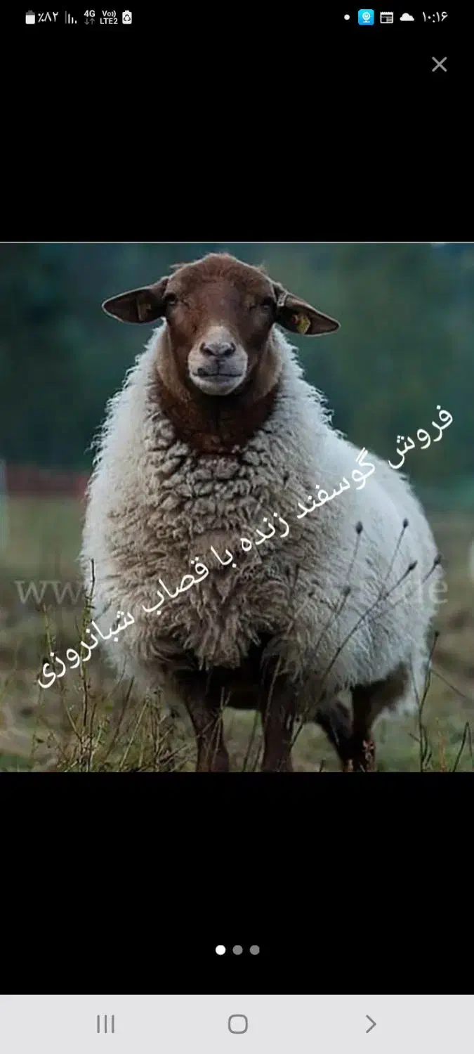 پخش دام زنده در شرق و جنوب تهران وتمام تهران|حیوانات مزرعه|تهران, بریانک|دیوار