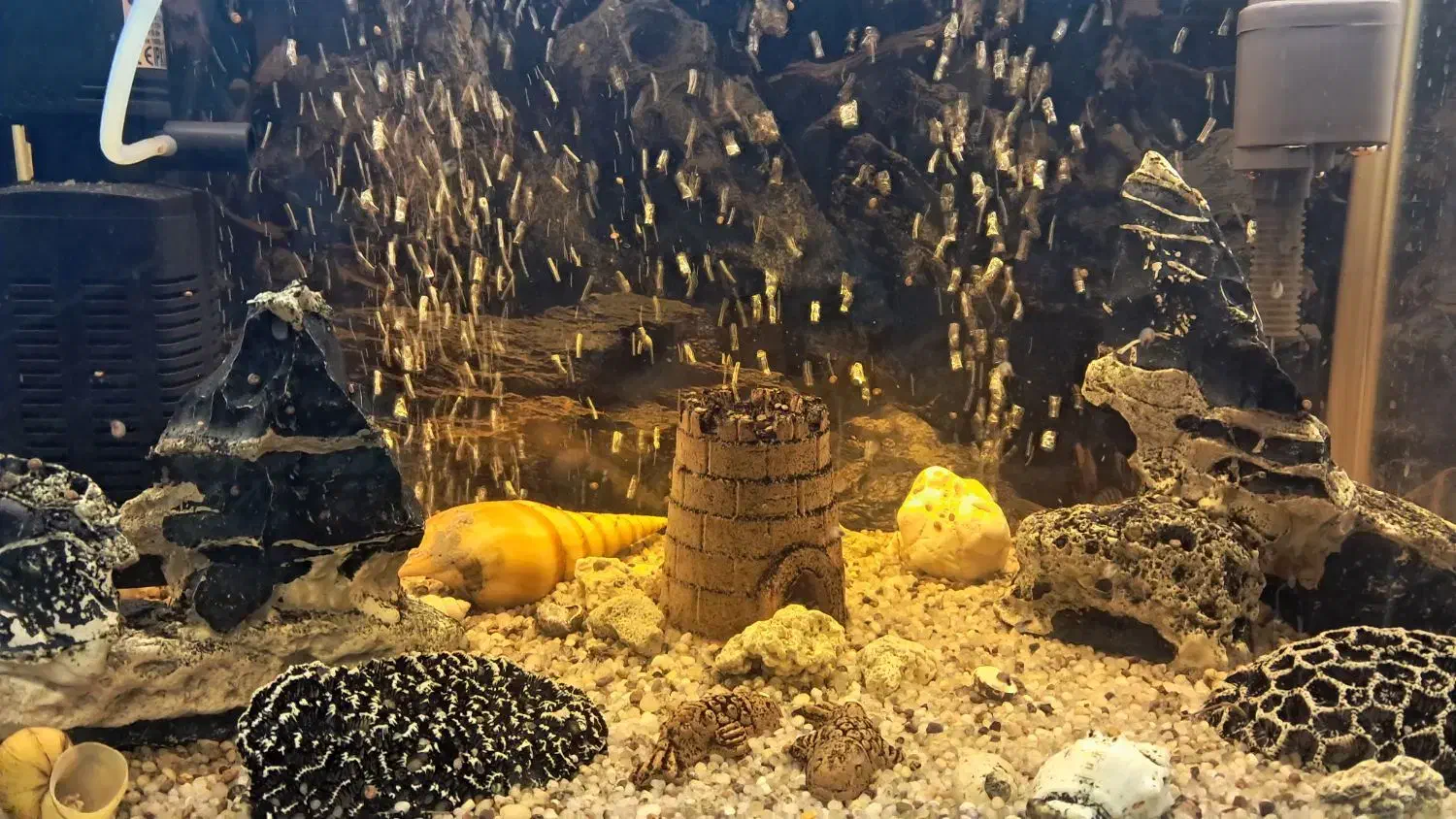 آکواریوم با وسایل و تزئینات کامل|ماهی|شوشتر, |دیوار