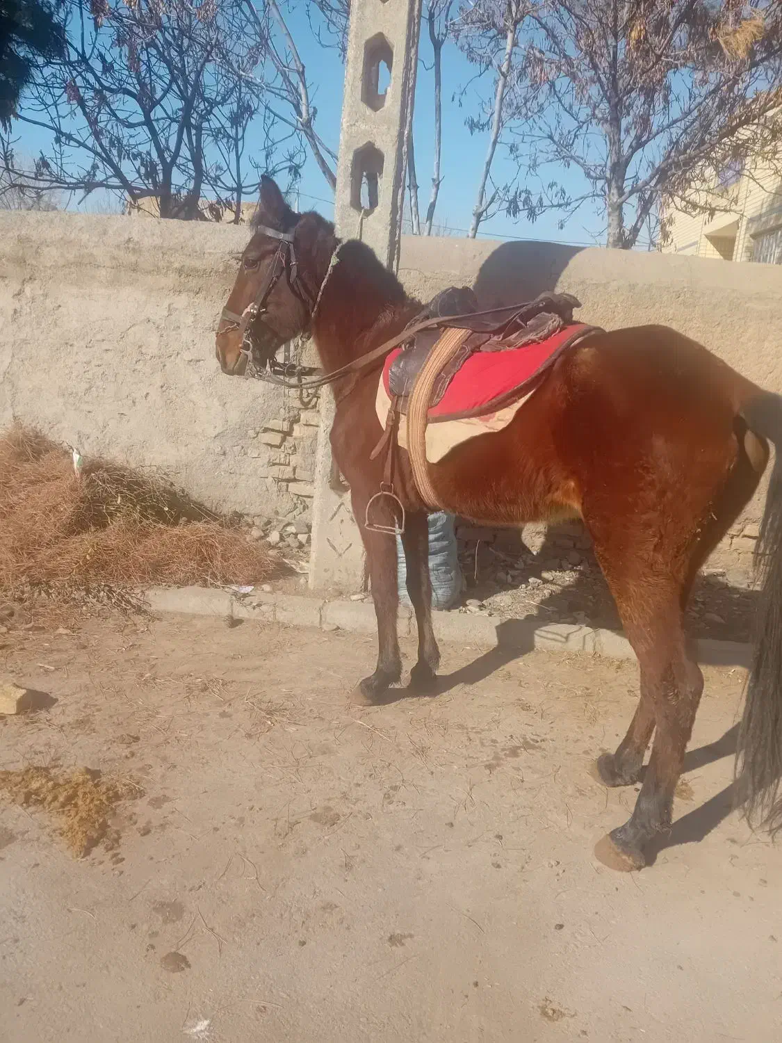 مادیون|اسب و تجهیزات اسب‌سواری|نیشابور, حقیه|دیوار