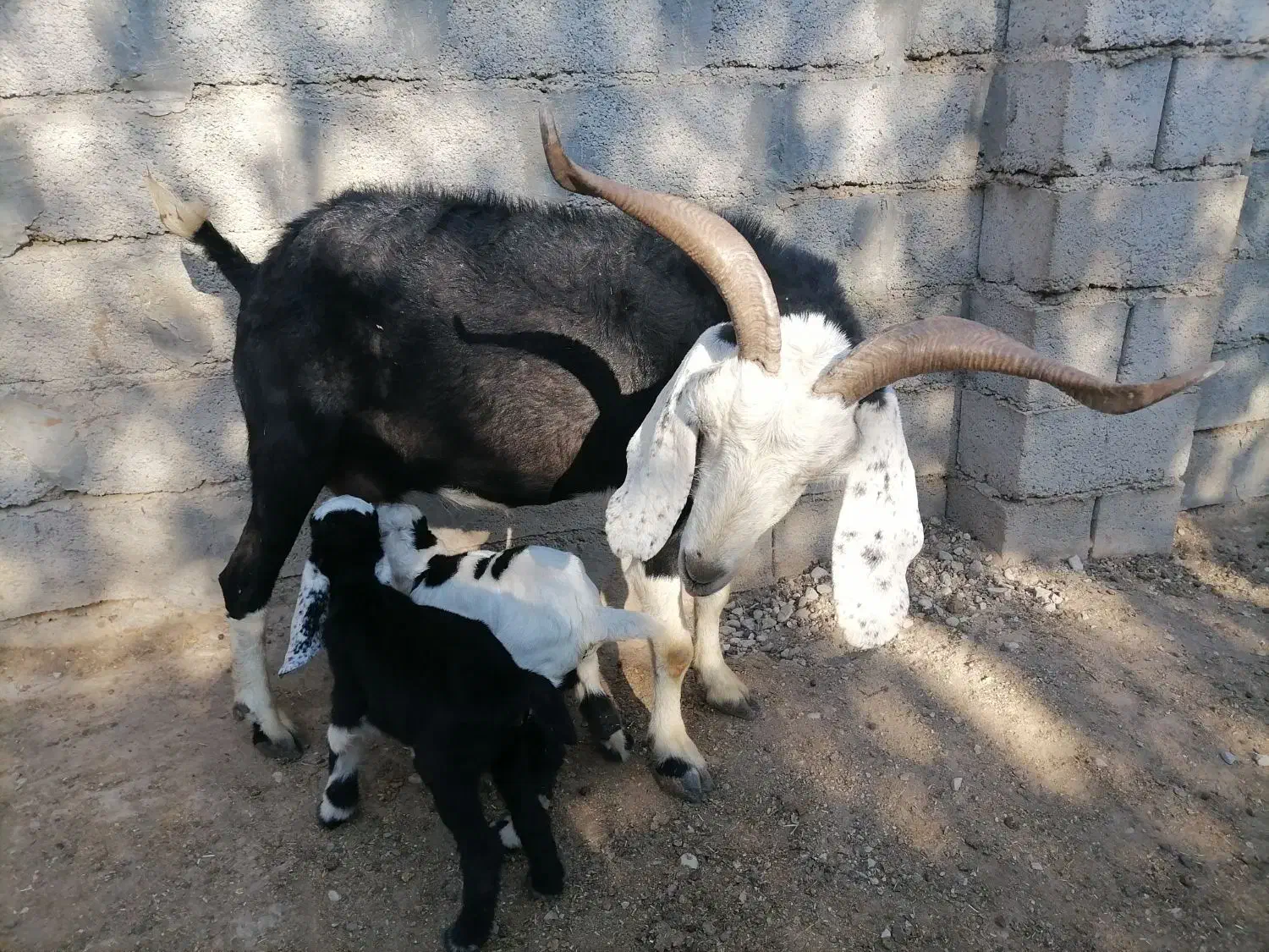 بز دوقلو زا با بزغاله|حیوانات مزرعه|گنبد کاووس, |دیوار