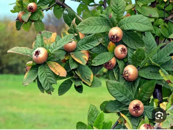 ازگیل در خلیفه آباد|گل و گیاه طبیعی|اسالم, |دیوار