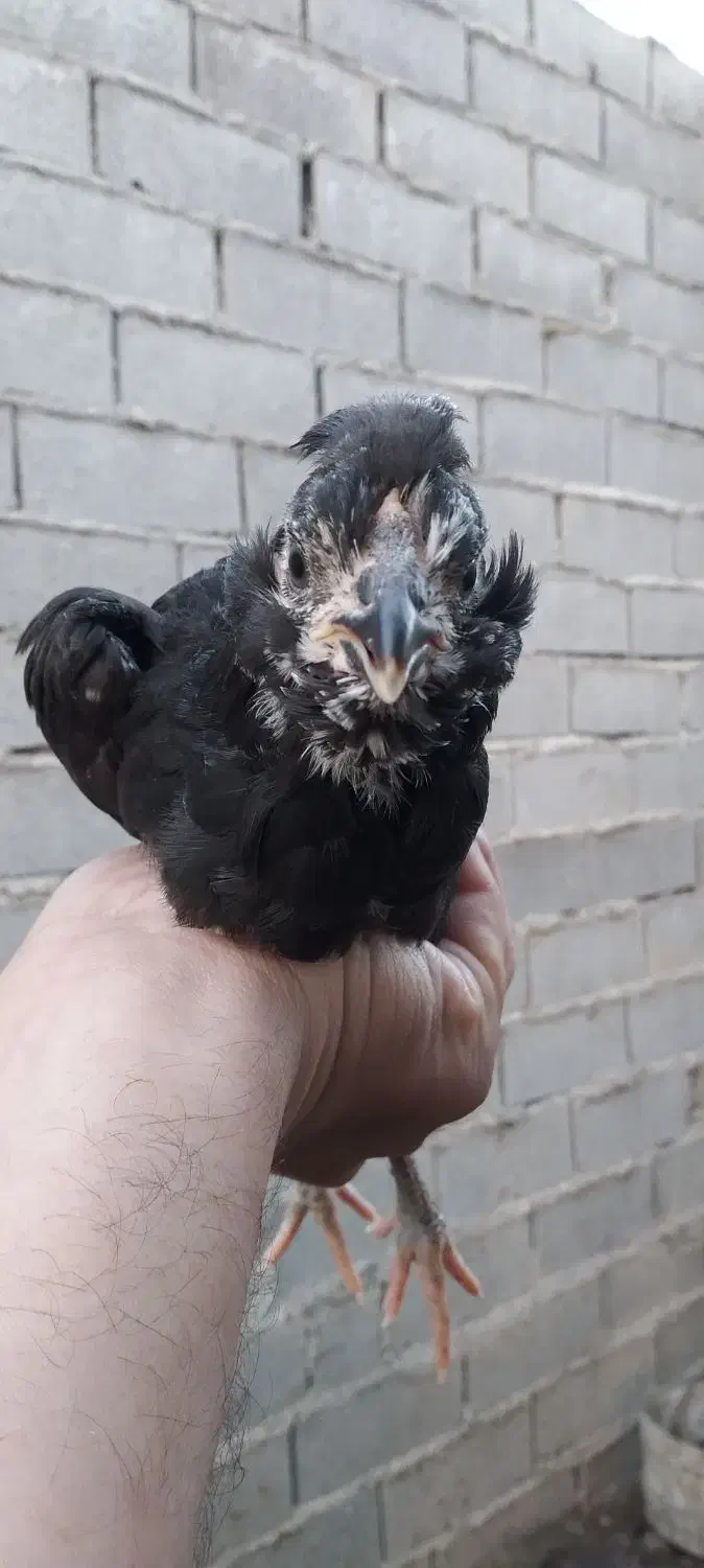 فروش یامعاوضه نیمچه مرغ و خروس گلین لری|حیوانات مزرعه|قائمشهر, |دیوار