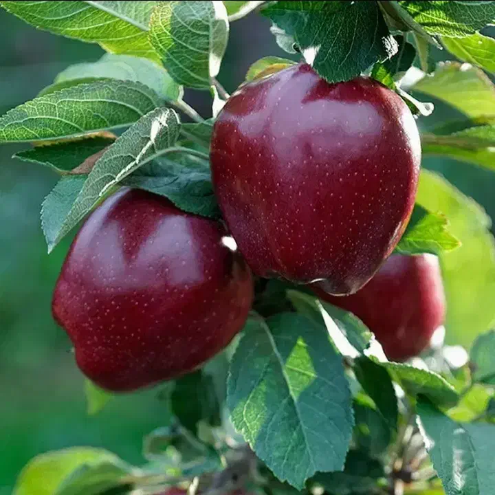 نهال سیب پایه رویشی M7|خدمات باغبانی و درختکاری|اشنویه, |دیوار