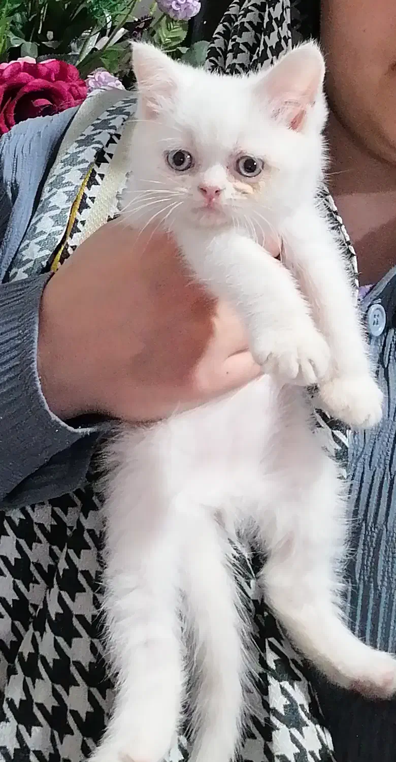 گربه بریتیش|گربه|ارومیه, |دیوار