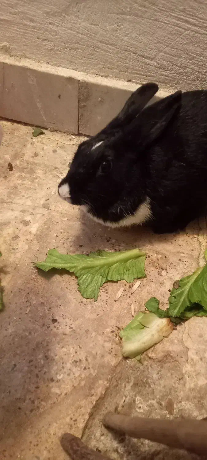 خرگوش|موش و خرگوش|سنندج, |دیوار