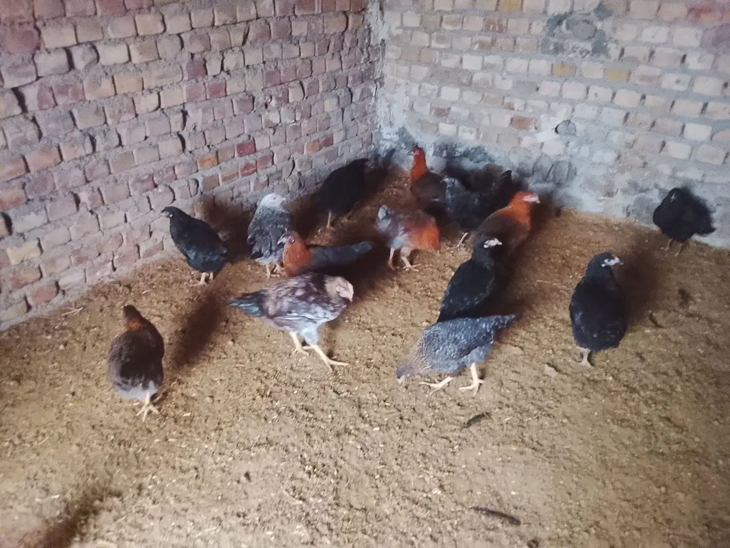 مرغ تخچه|حیوانات مزرعه|طاغنکوه, |دیوار