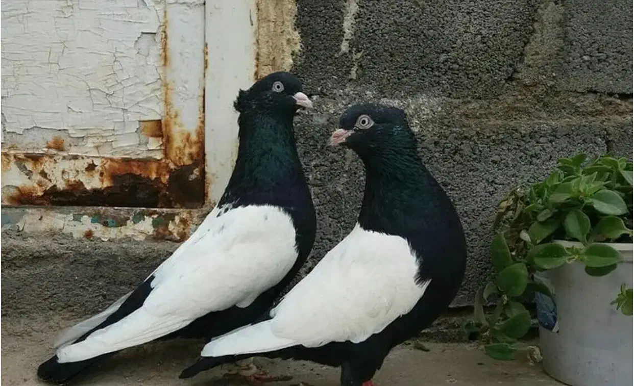 سینه ای|حیوانات|شیراز, شاهچراغ|دیوار