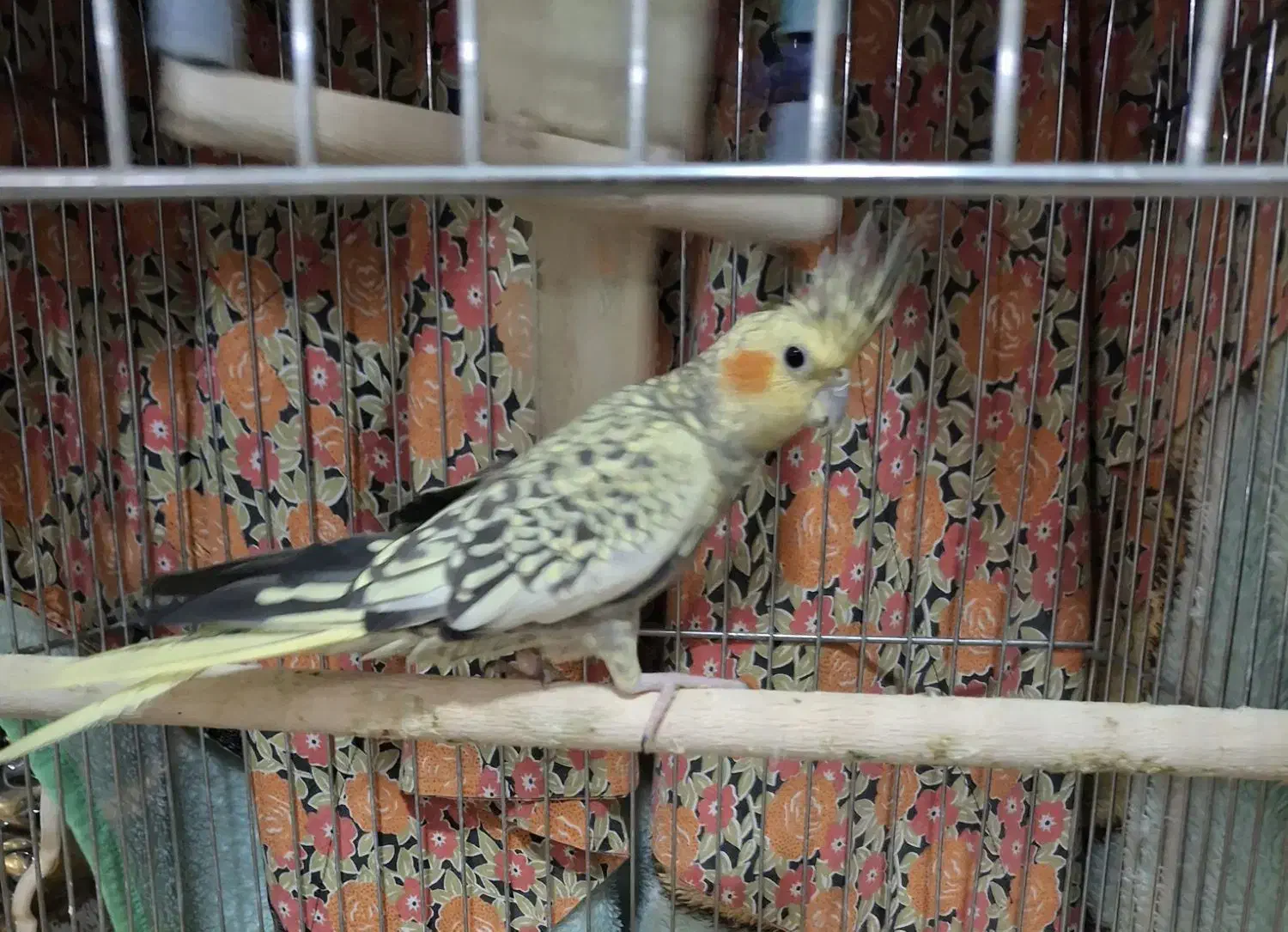 عروس هلندی گلباقالی|پرنده|شاهدشهر, |دیوار