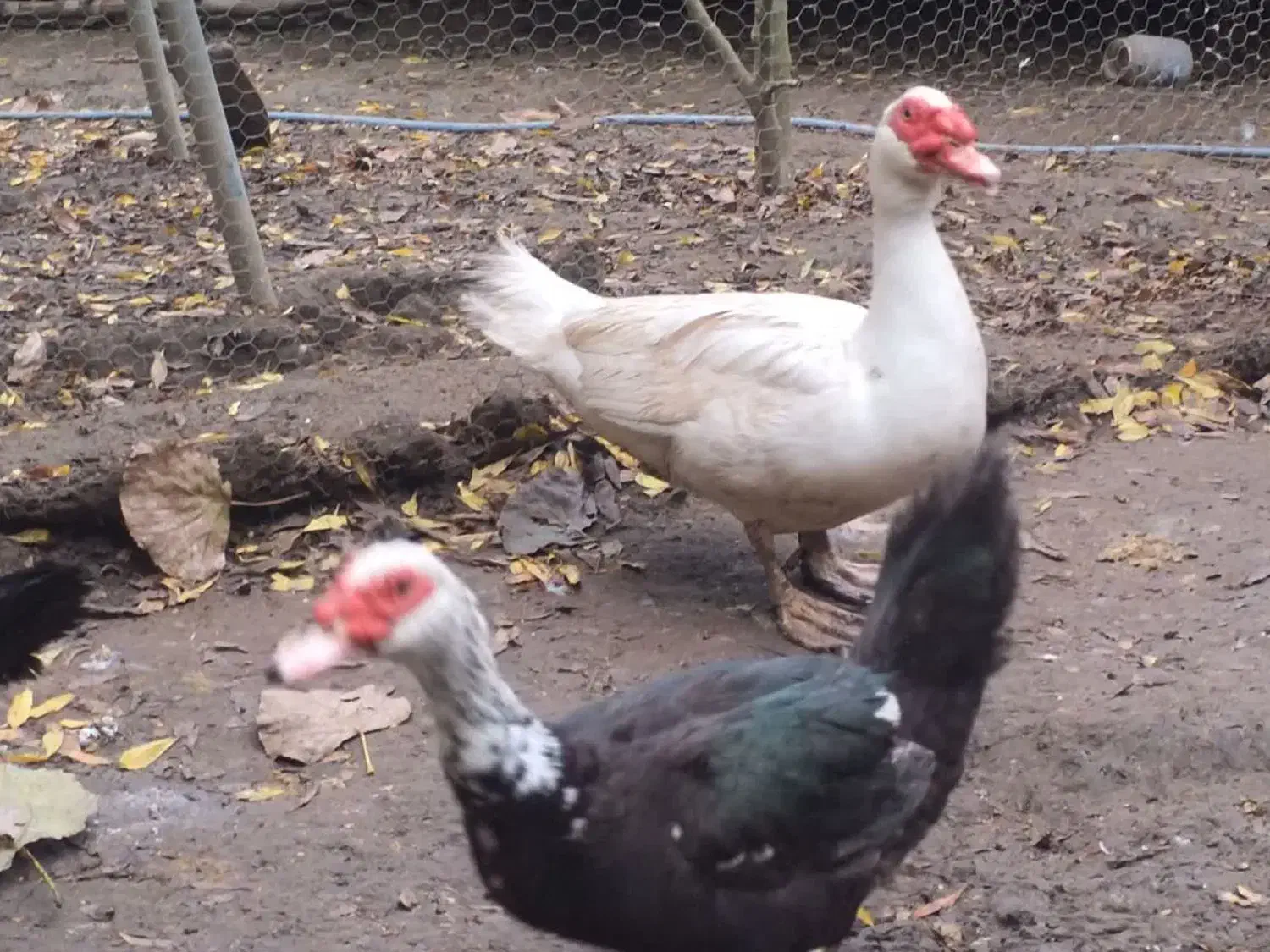 فروش اردک اسراییلی نر درشت وسنگین بالای چهار کیلو|حیوانات مزرعه|بابلسر, |دیوار