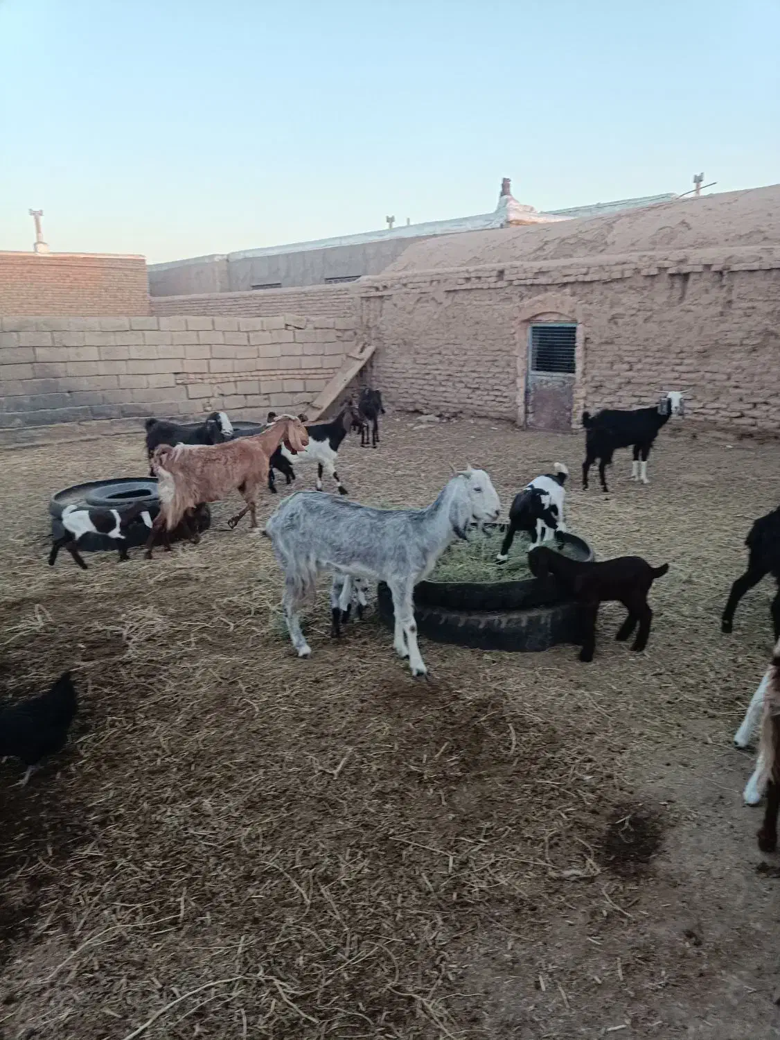 بز زاییده جوان|حیوانات مزرعه|سبزوار, قصبه غربی|دیوار