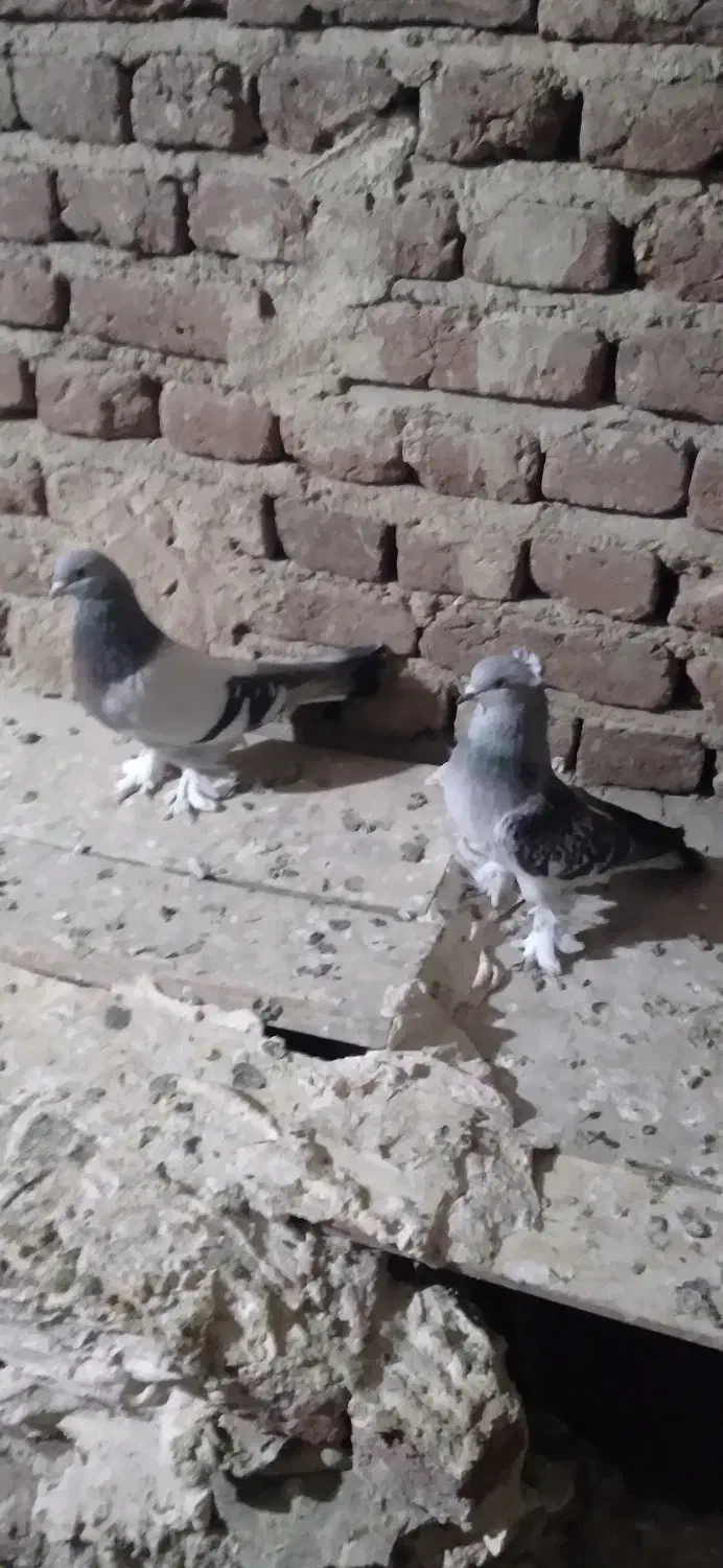 کبوتر|پرنده|تبریز, |دیوار