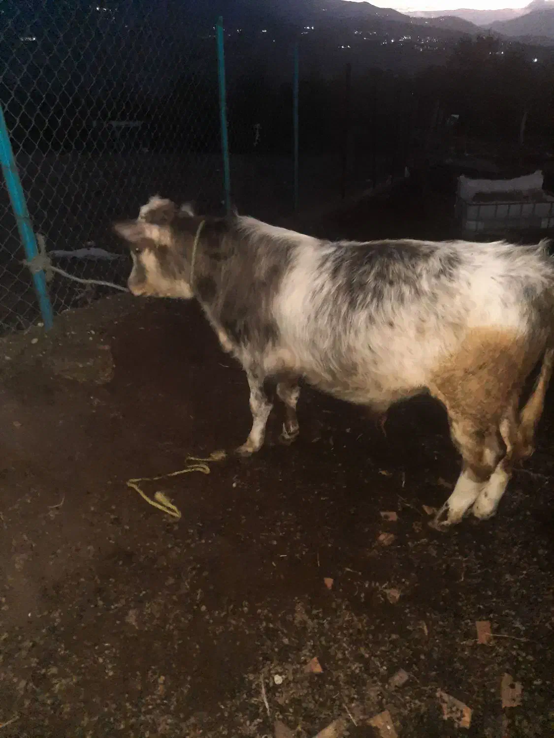 گوساله نر|حیوانات مزرعه|توتکابن, |دیوار