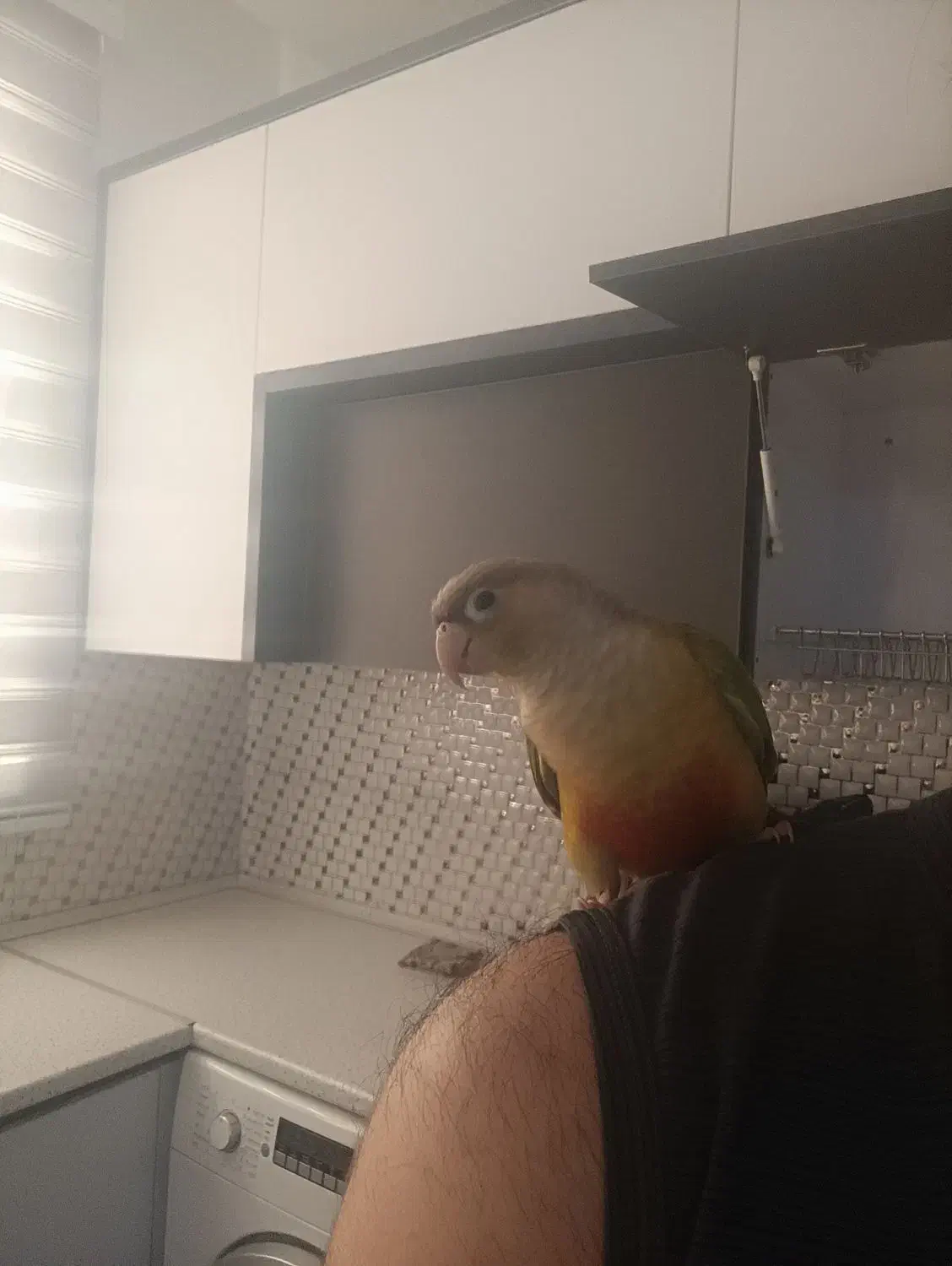 گرینچیک دستی پروازی|پرنده|باقرشهر, |دیوار