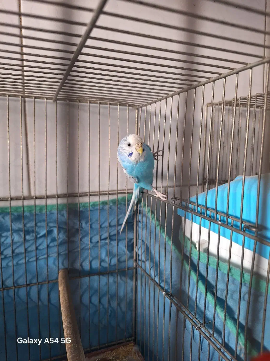 ۳ عدد مرغ عشق یدونش انگلیسی با یه قفس|پرنده|اندیشه, اندیشه فاز ۱|دیوار