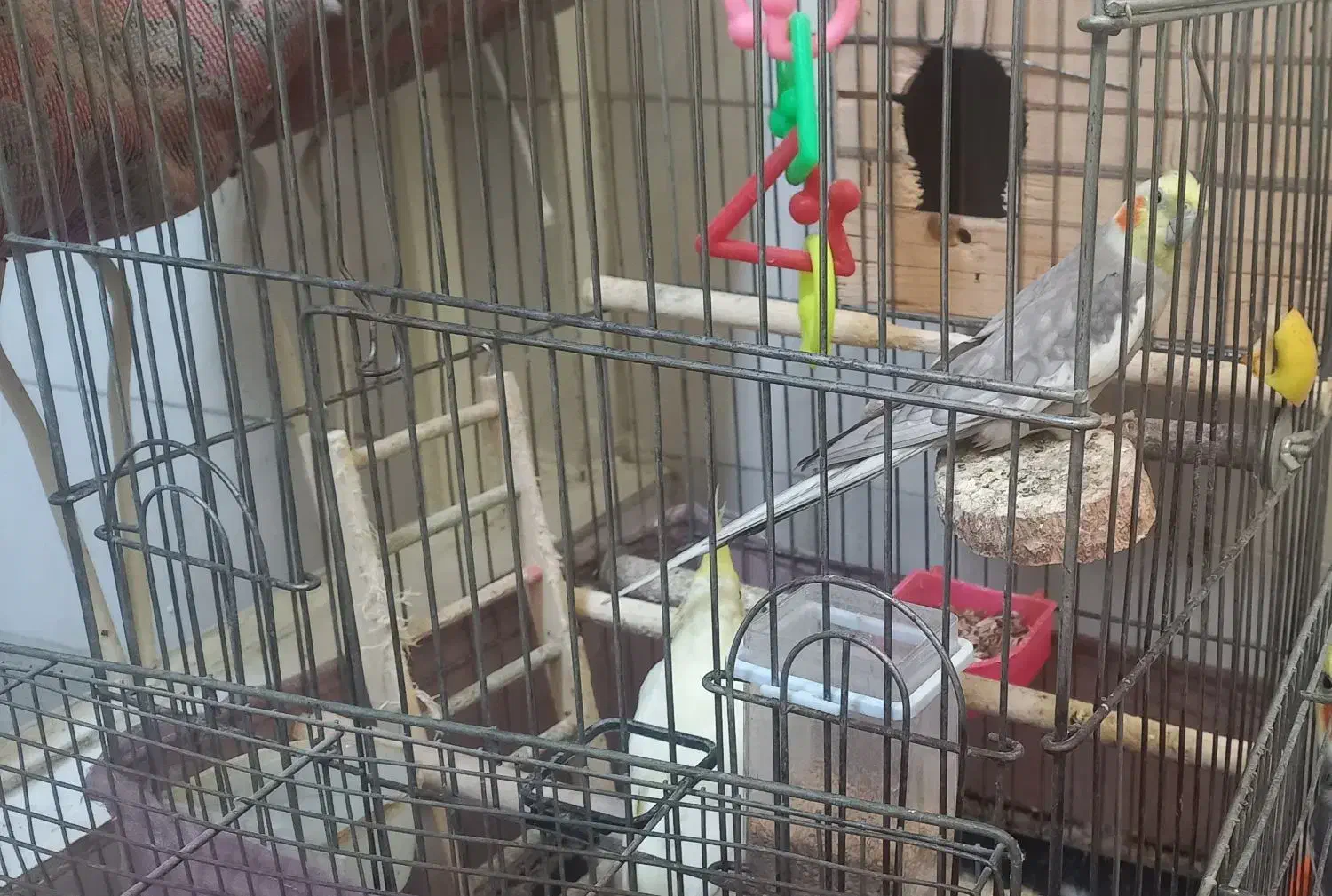 جفت عروس هلندی به همراه قفس و وسایل|پرنده|تهران, تختی|دیوار