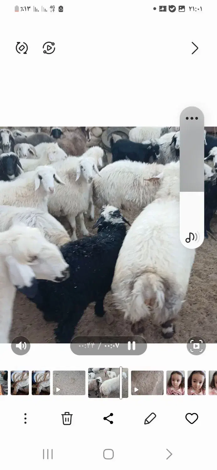 فروش ۴۰راس شیشک|حیوانات مزرعه|خرم بید, |دیوار