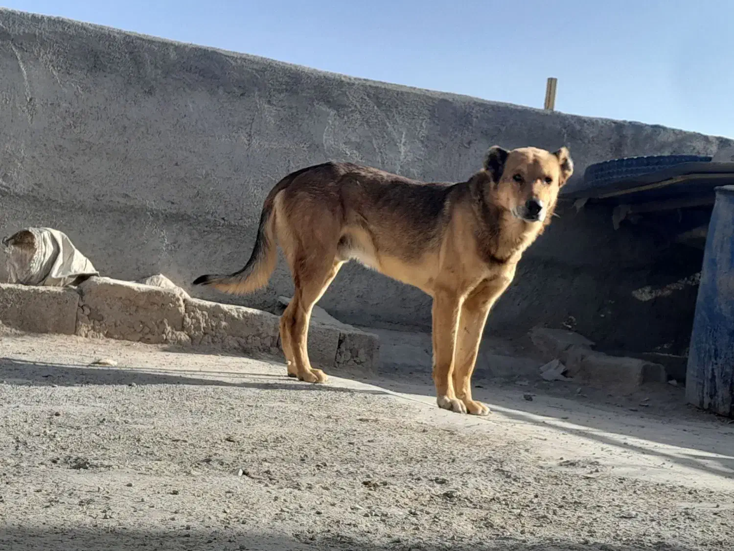 سگ نگهانی سرابی|سگ|رباط‌کریم, انجم آباد|دیوار