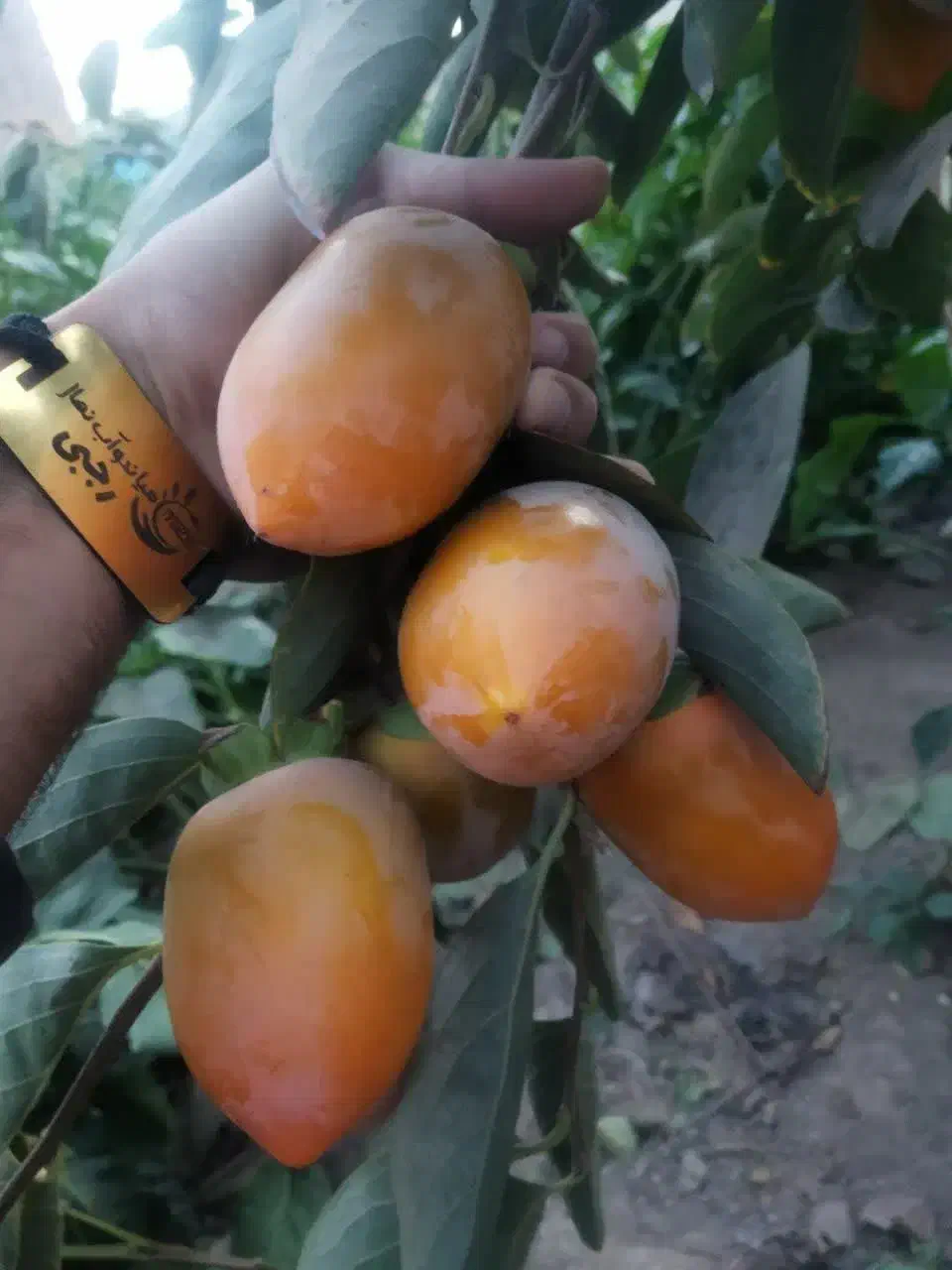 پیشفروش نهال لیبل دار خرمالو موزی|خدمات باغبانی و درختکاری|گلپایگان, |دیوار