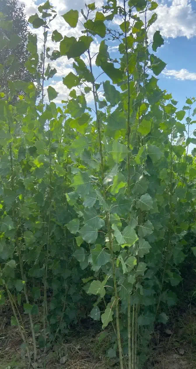 صنوبر وکبوده خان بابا|خدمات باغبانی و درختکاری|محمدبار, |دیوار