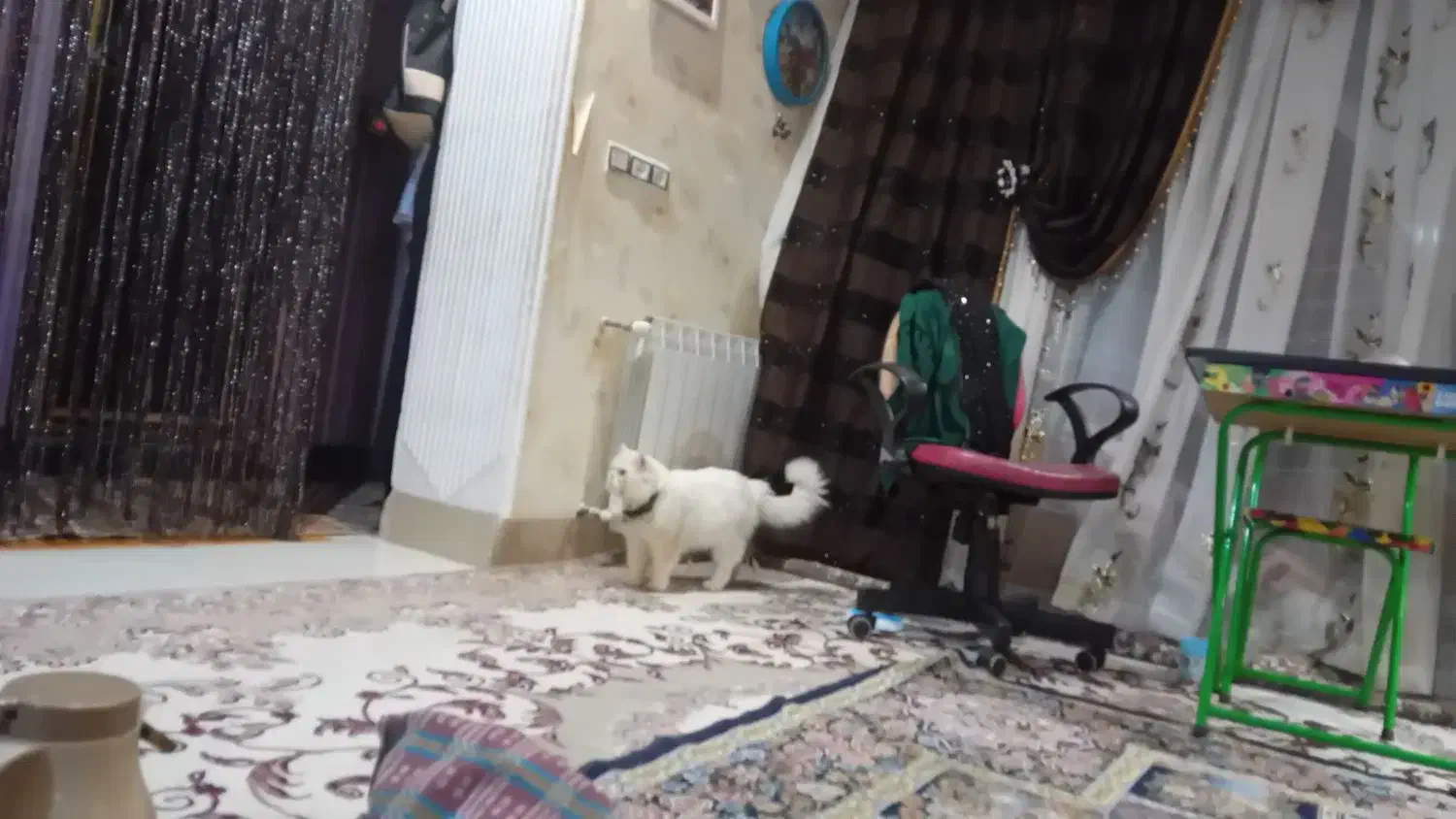 فروش یک جفت گربه نر وماده نژاد پرشین|گربه|زاهدان, |دیوار