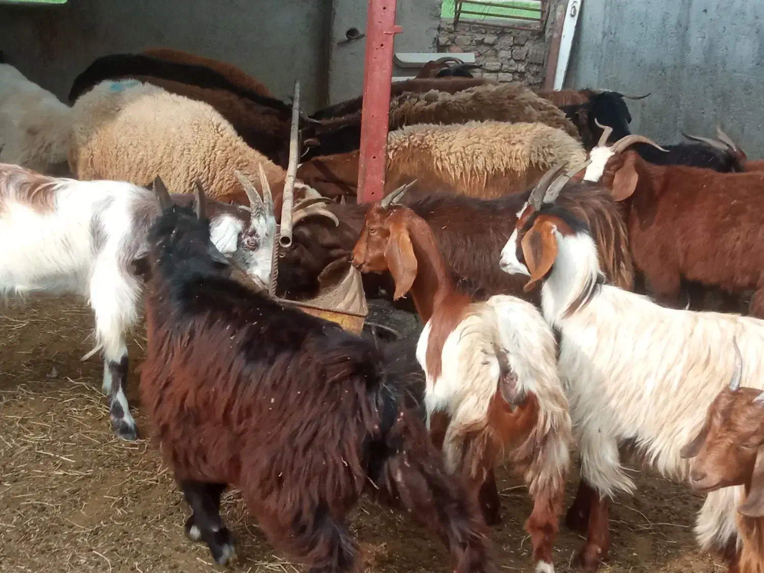 گوسفند و بره و بزغاله کشتاری داشتی در قره تپه|حیوانات مزرعه|گرگان, |دیوار