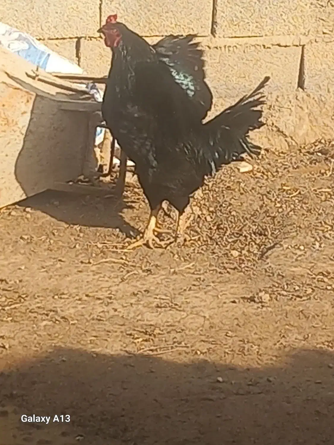 خروس|پرنده|ایلخچی, |دیوار