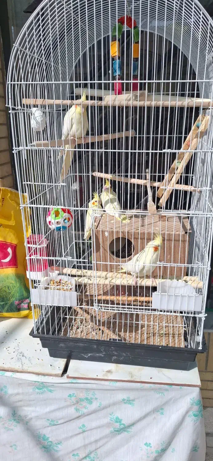 عروس هلندی|پرنده|اصفهان, مشکین|دیوار