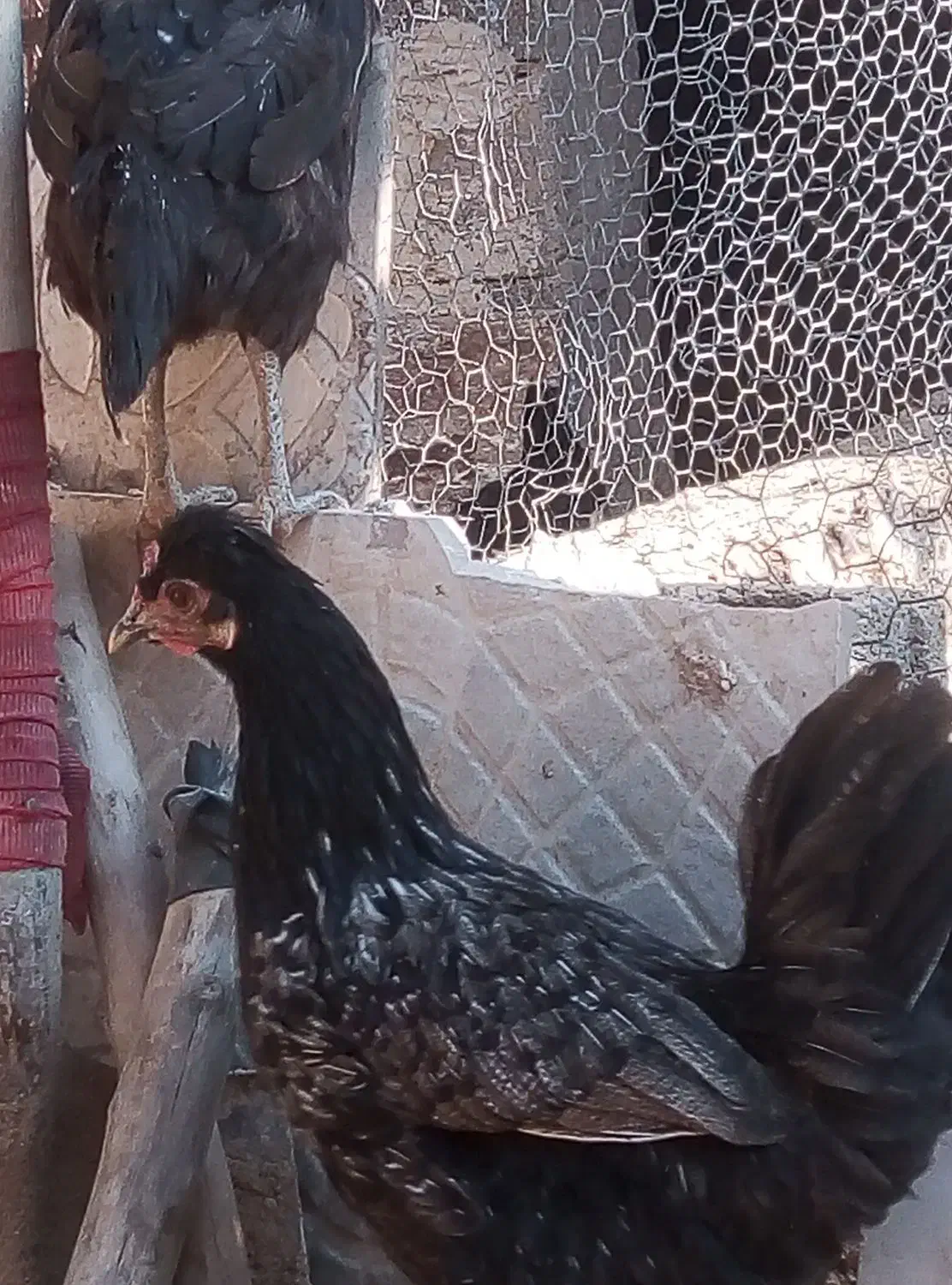 مرغ وخروس به فروش میرسد|حیوانات مزرعه|جهرم, |دیوار