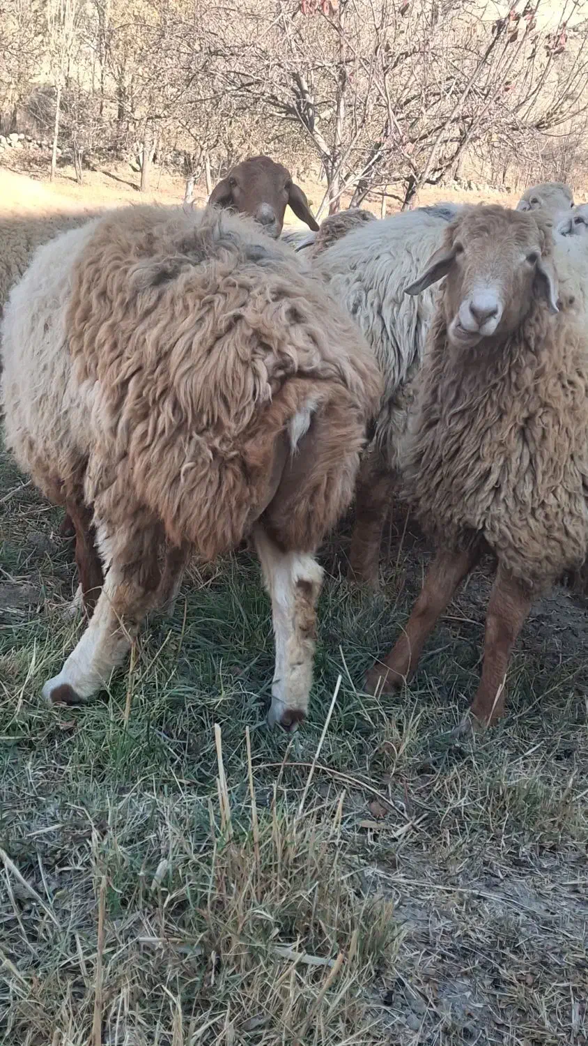 مغانی اصلاح نژاد همو|حیوانات مزرعه|کلات (خراسان), |دیوار