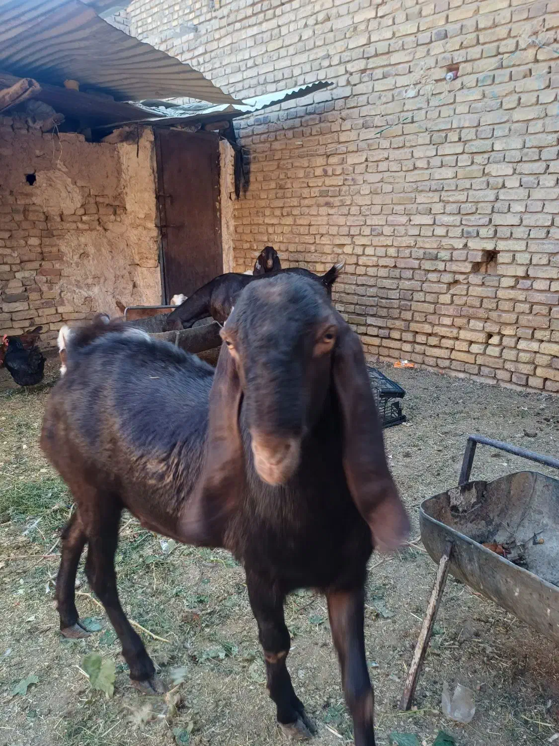 بز پاکستانی|حیوانات مزرعه|اردکان, |دیوار