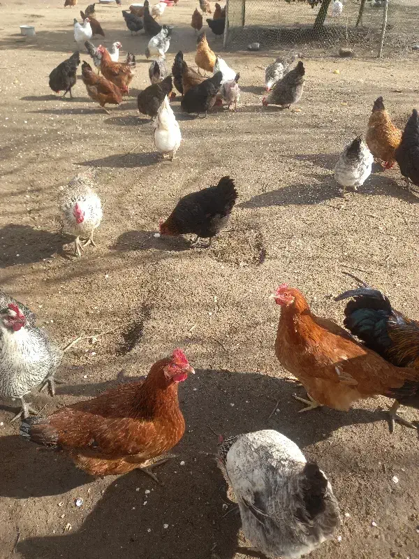 مرغ تخم گذار|حیوانات مزرعه|کیاشهر, |دیوار