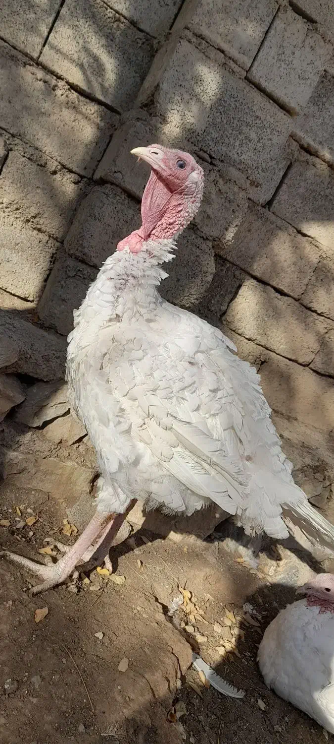 بوقلمون بیوتی (سفید)|حیوانات مزرعه|بانه, |دیوار