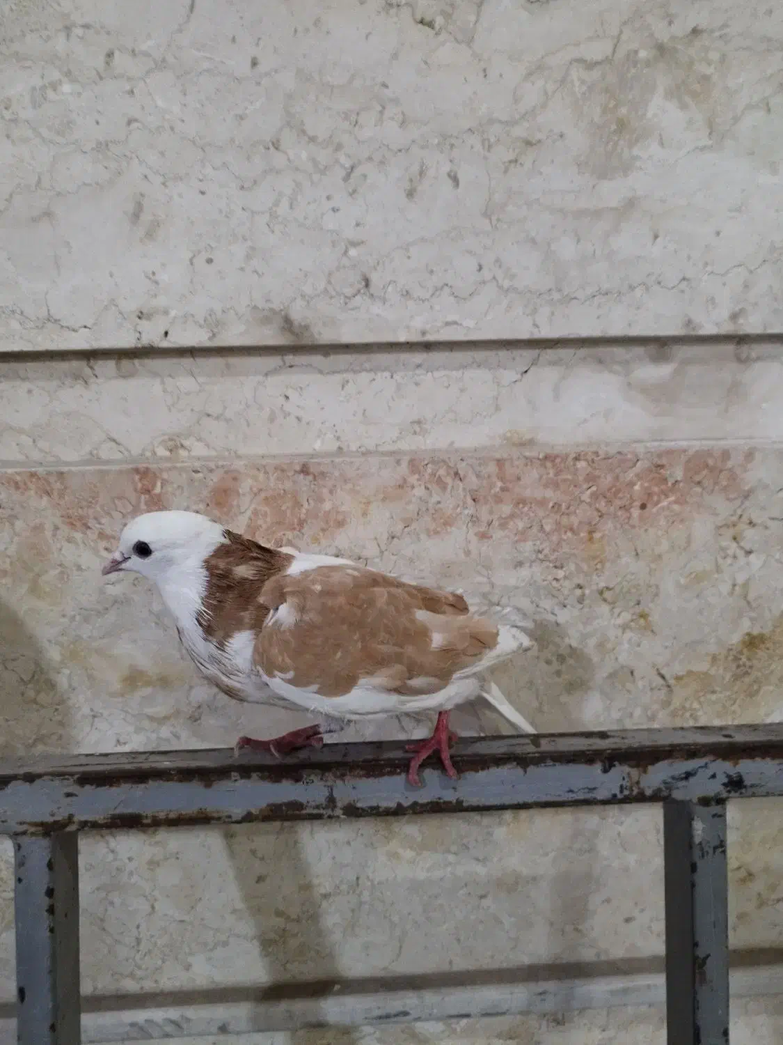 دوعدد کبوتر|حیوانات|خرم‌آباد, |دیوار