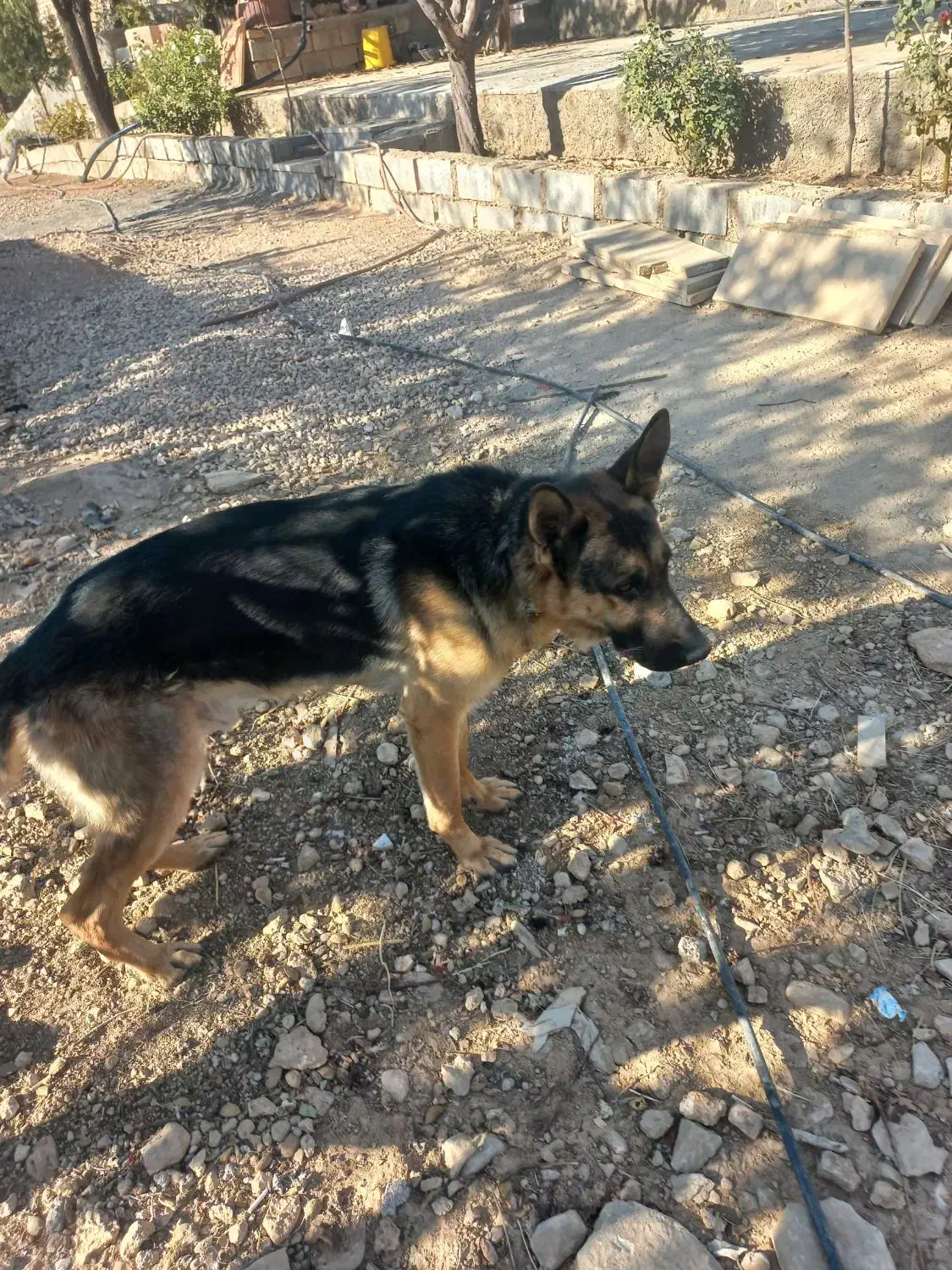 سگ ژرمن نر ماده اصل|سگ|ارژن, |دیوار